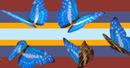 Lepidopteragender