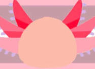Pastolotlgender
